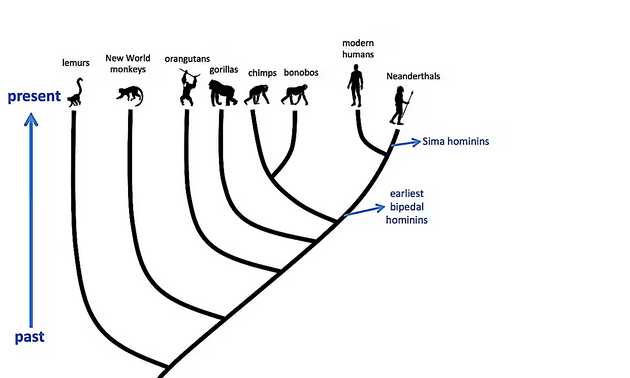 https://www.theguardian.com/science/blog/2016/dec/22/why-were-closer-than-ever-to-a-timeline-for-human-evolution